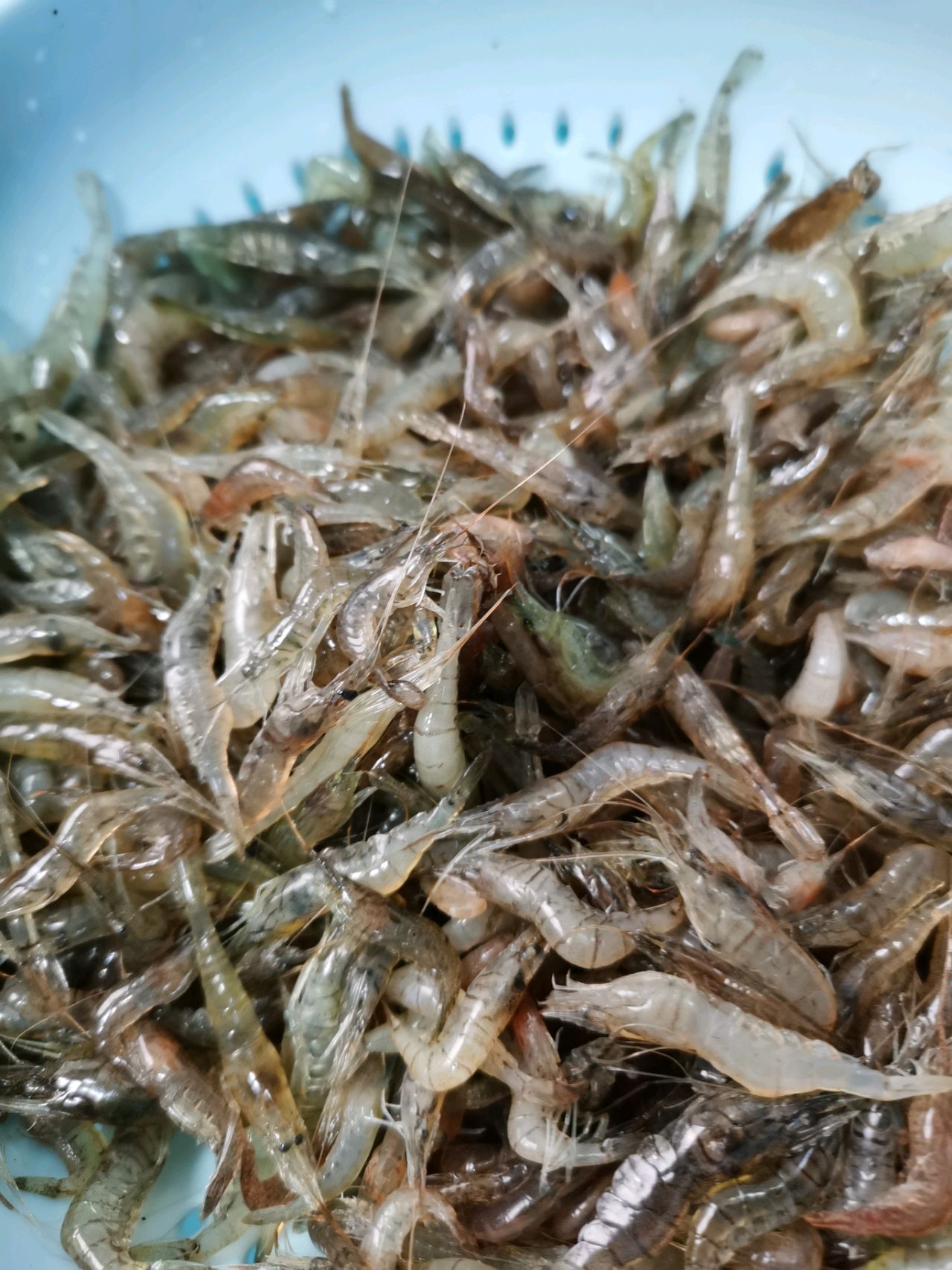 爆炒河虾
