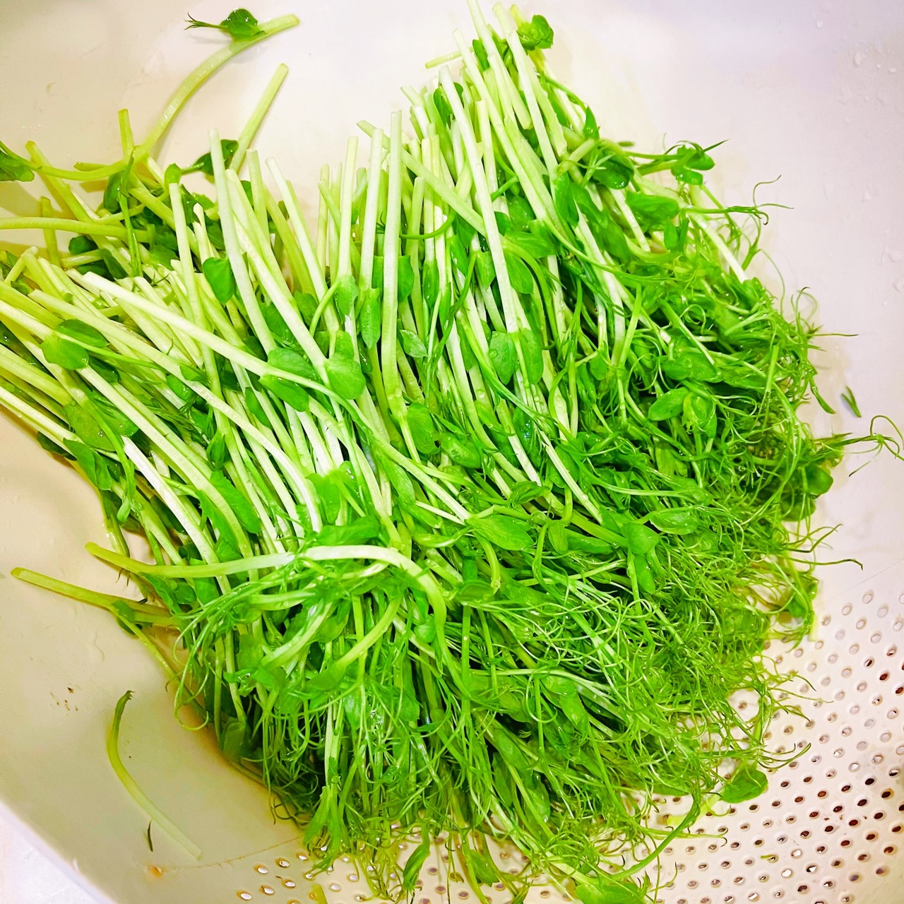 鲍汁蚝油豆苗