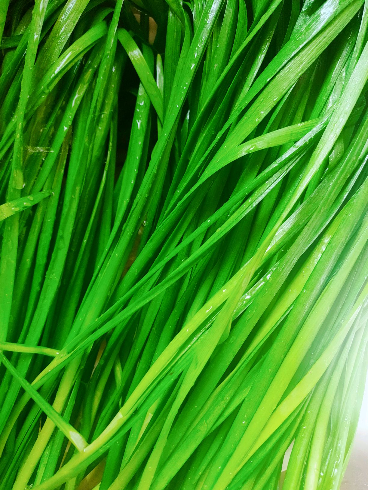 不出水的韭菜鸡蛋饺子