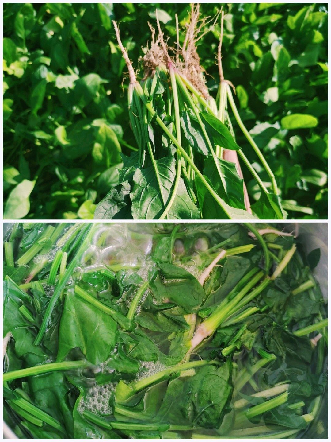 馋哭小孩的菠菜饼来了