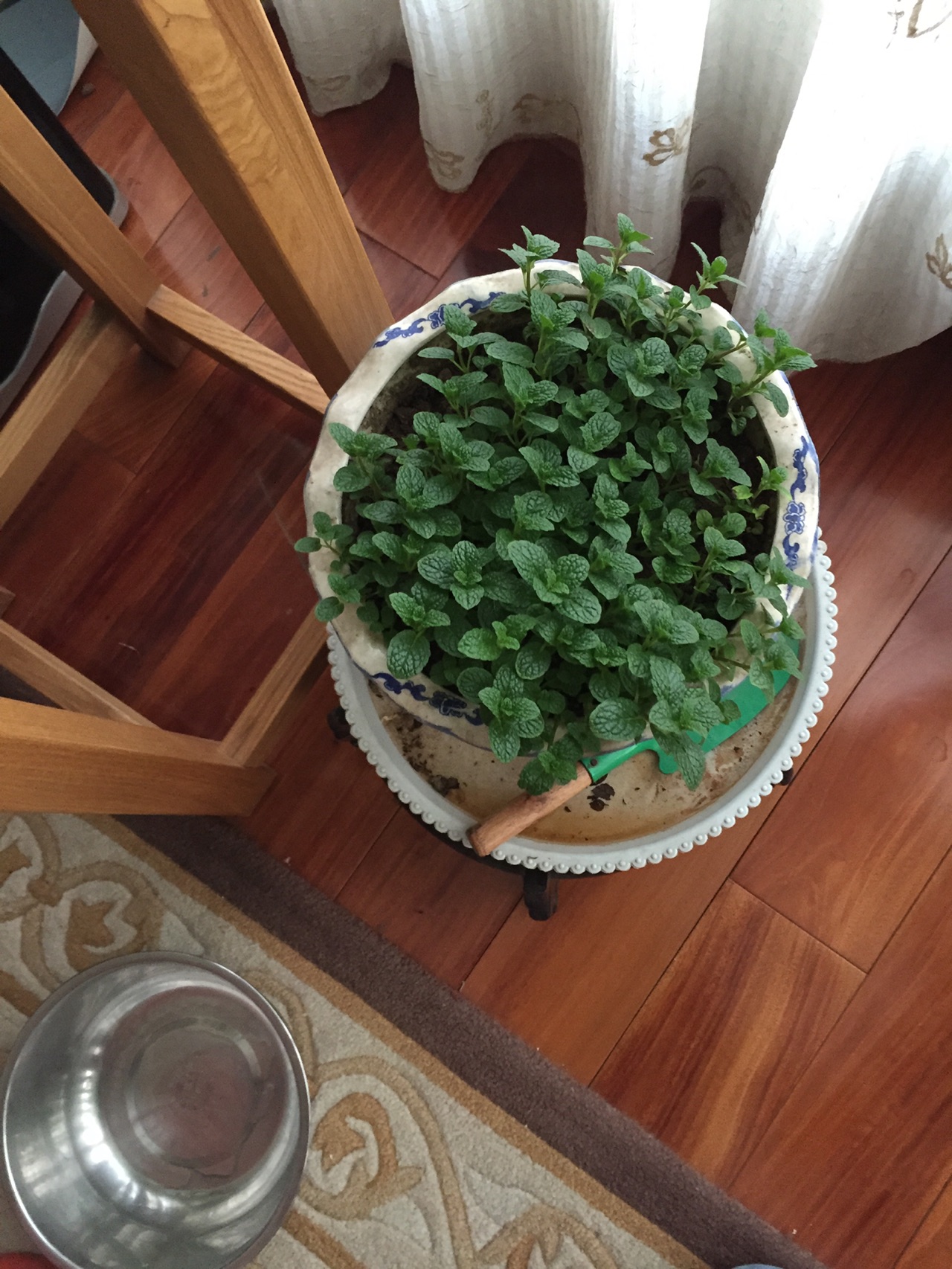 超香哒香椿薄荷饼