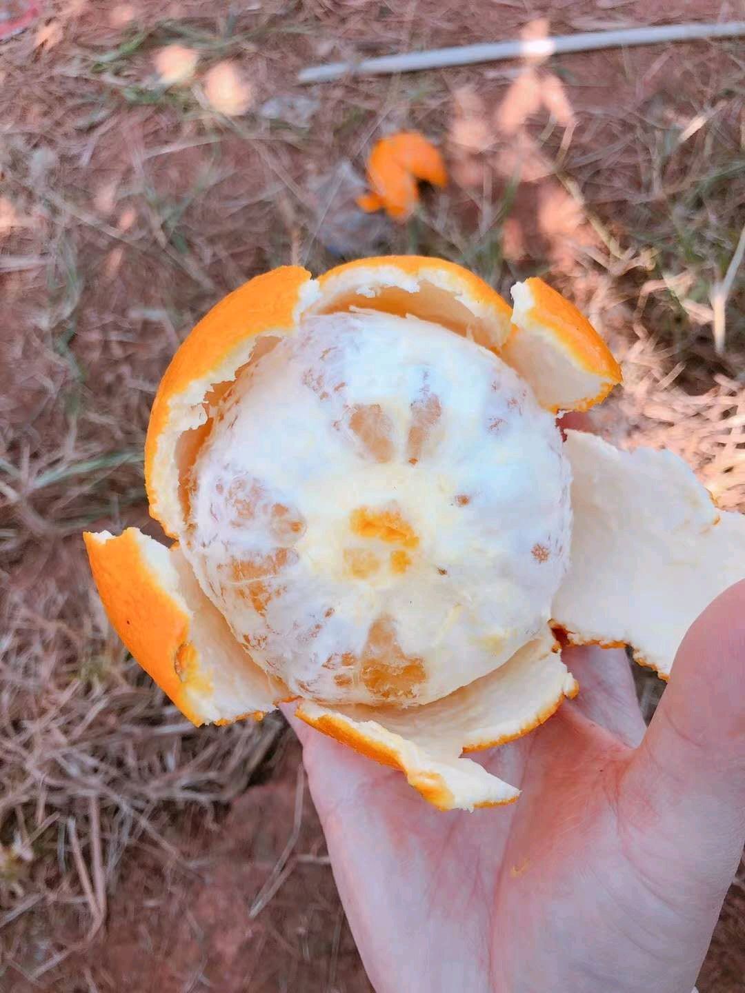 橙心橙意