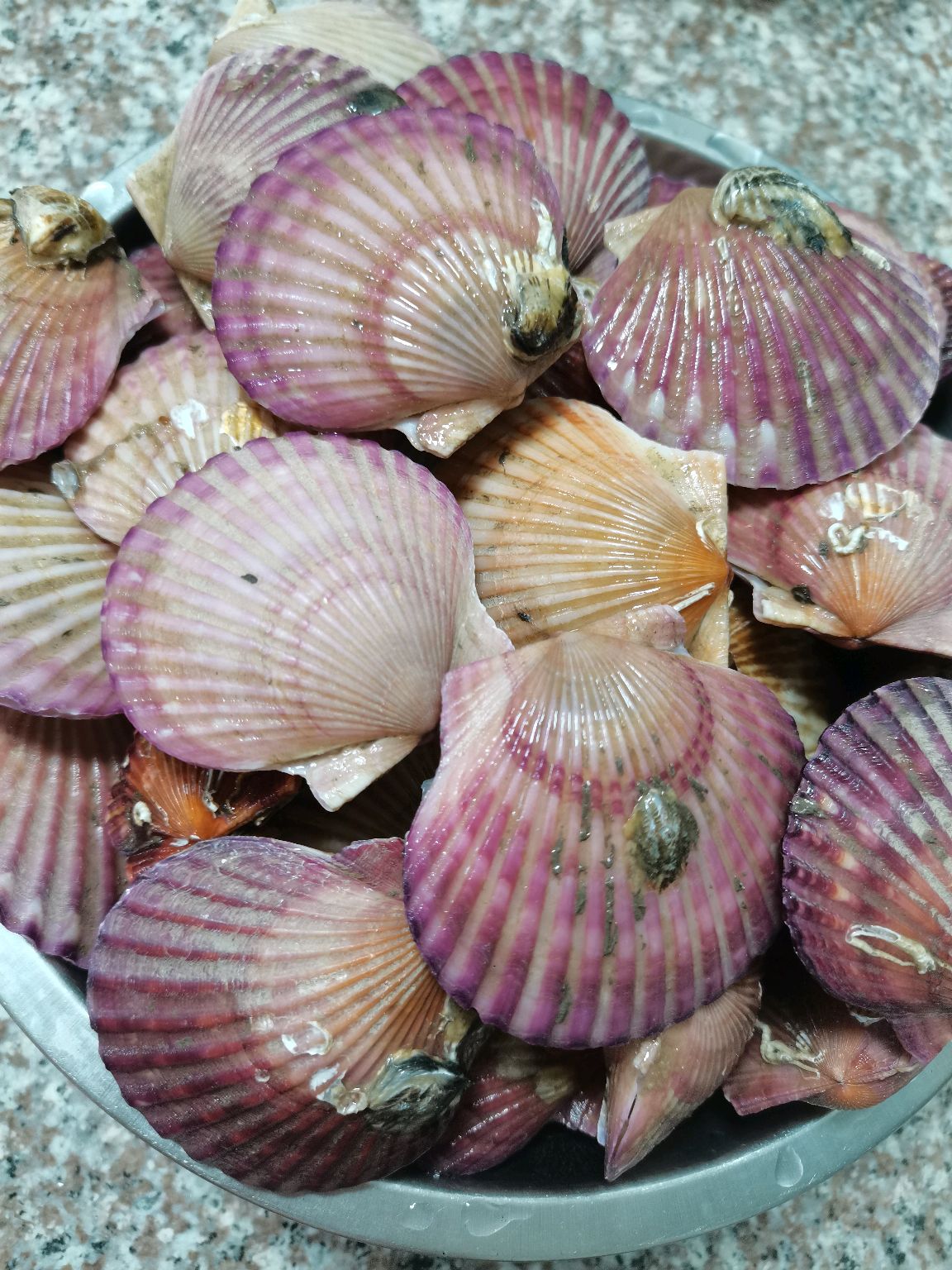 葱烧扇贝