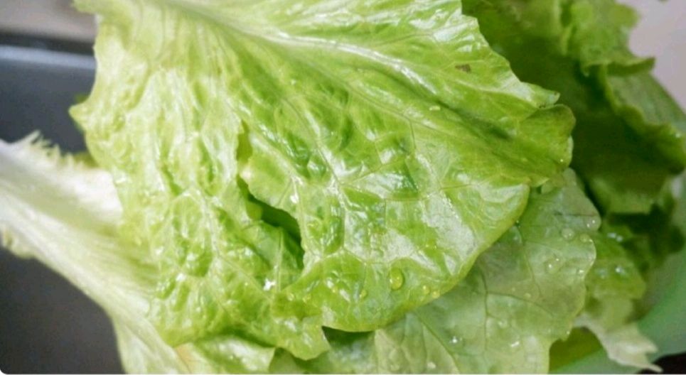 醋耗生菜