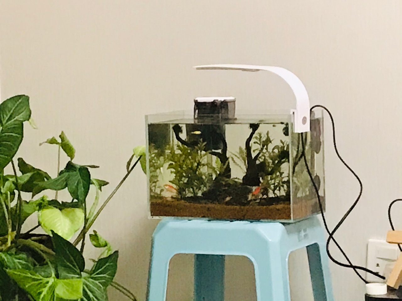 蛋糕胚