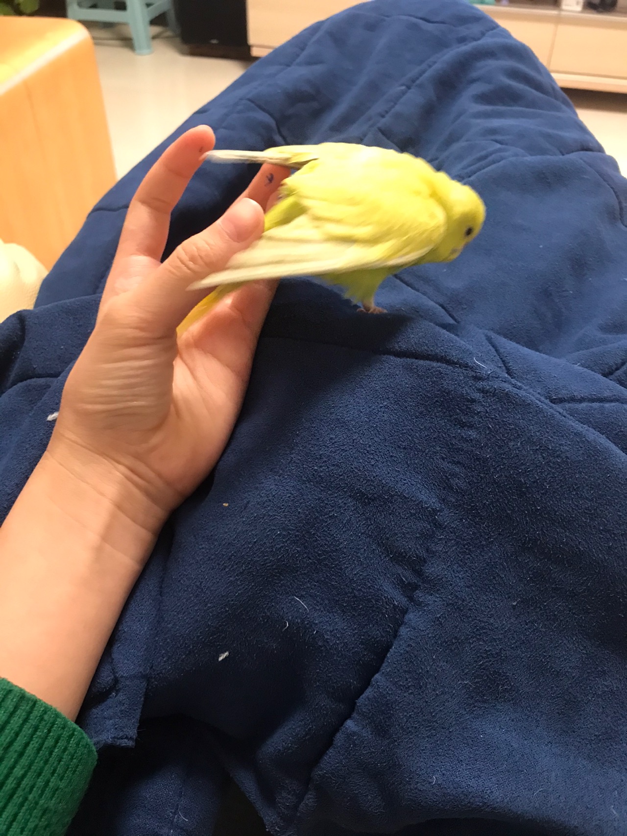蛋糕胚