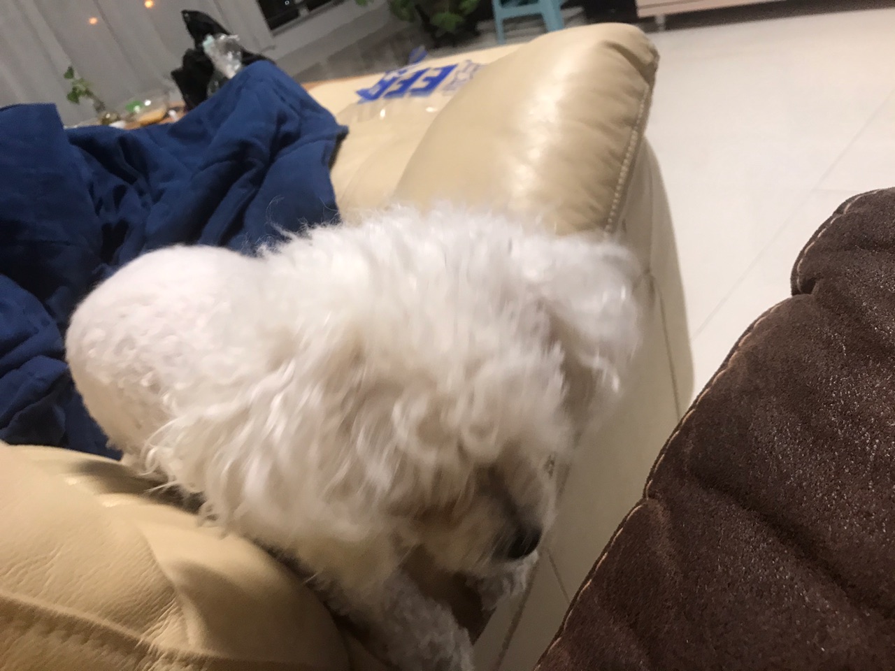 蛋糕胚