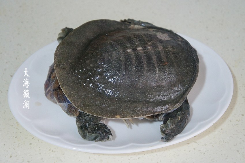 冬瓜甲鱼汤