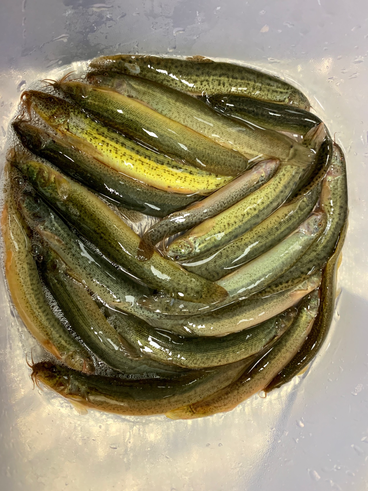 风味菜~姜蓉豆豉焗泥鳅