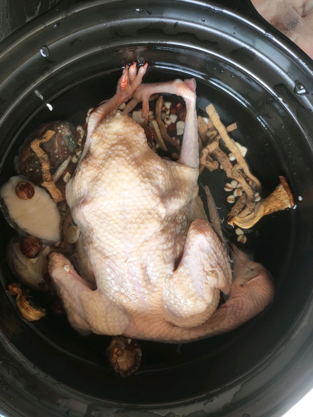 鸽子鲍鱼