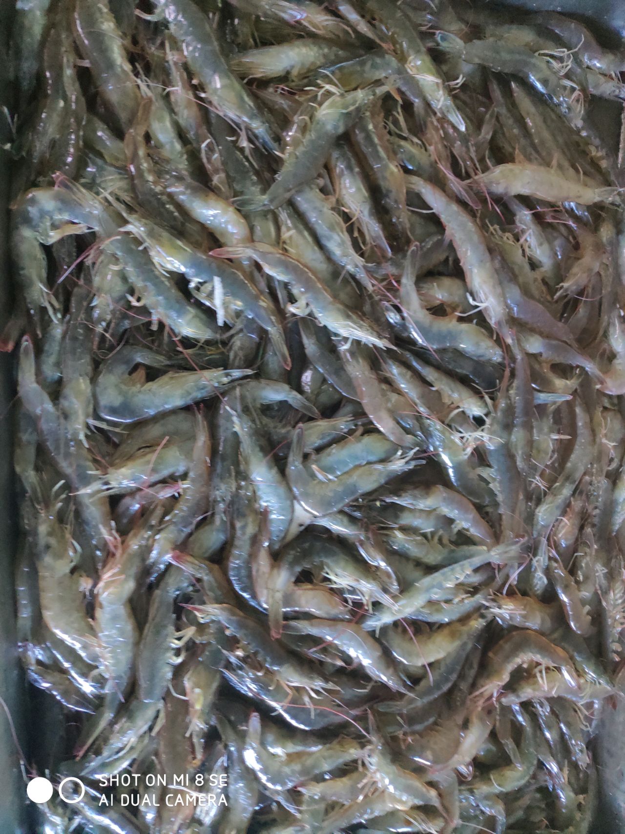 广东:不辣的椒盐虾