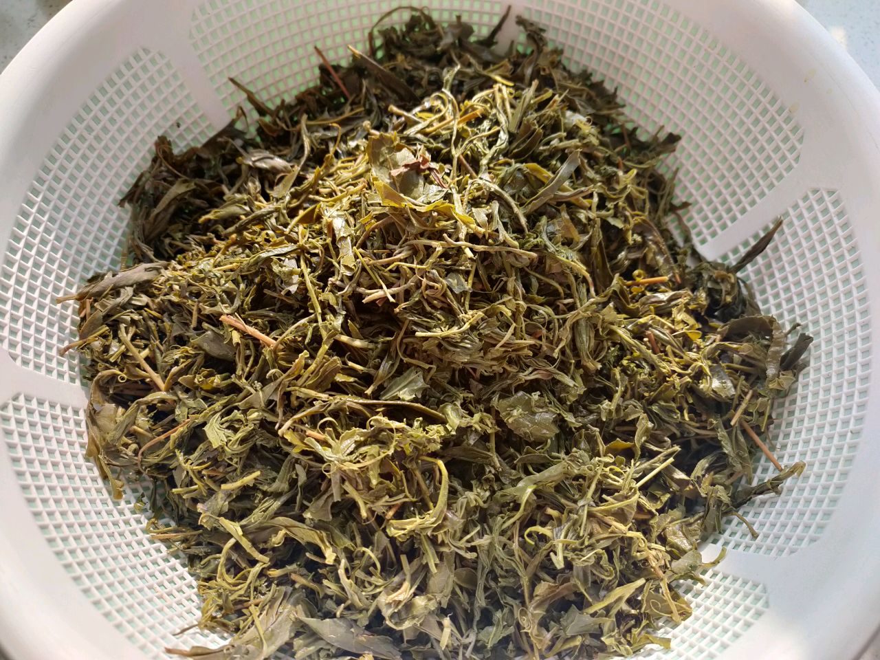 广西油茶