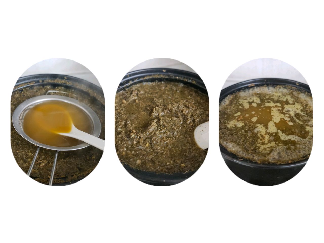 广西油茶