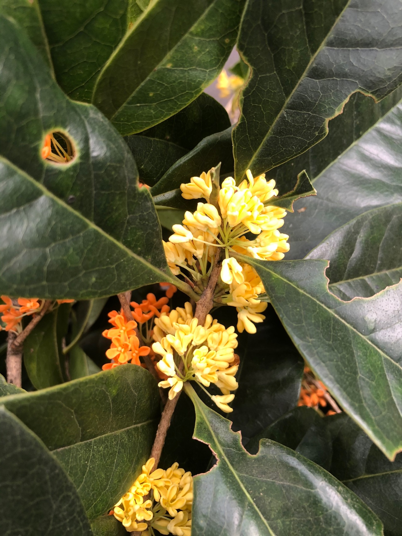 桂花蜜