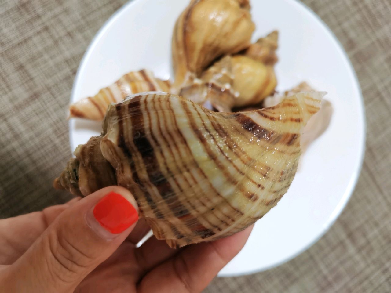 海螺