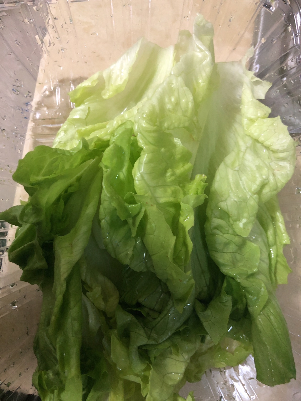 蚝油生菜小田恋爱系