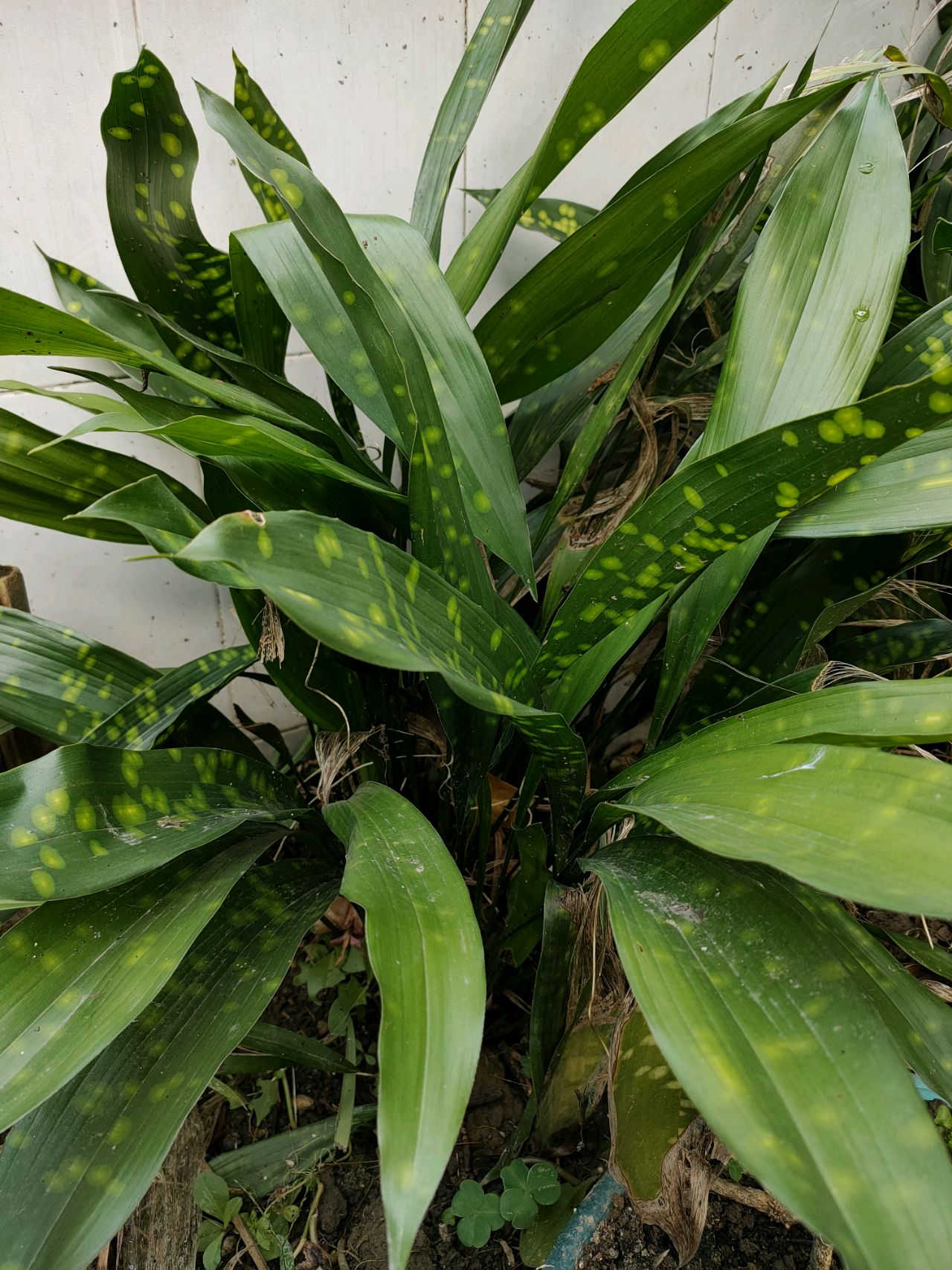 红豆鲜肉粽