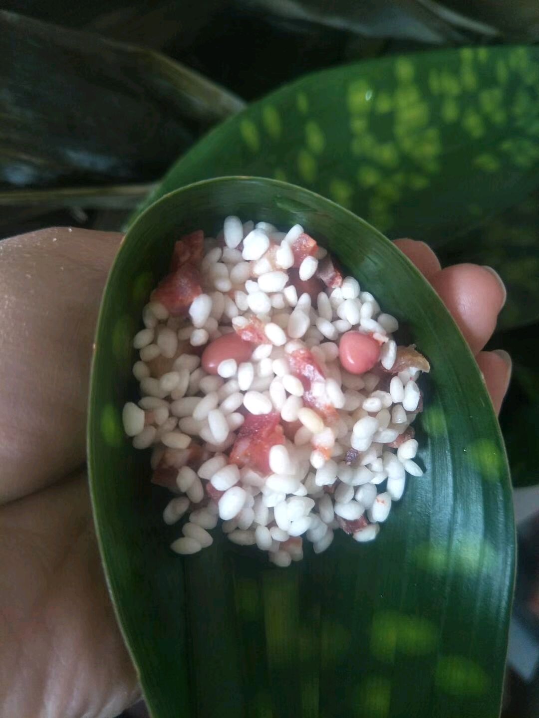 红豆鲜肉粽