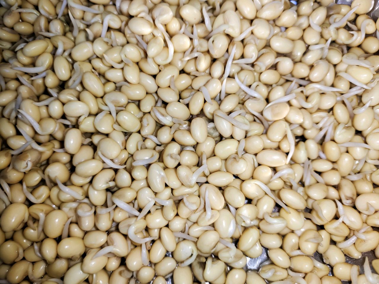 红烧黄豆猪蹄