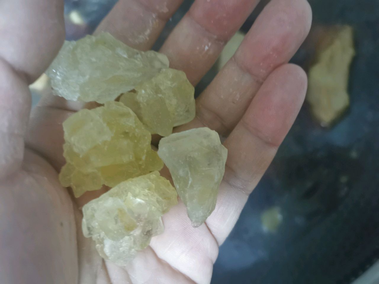 红烧小排