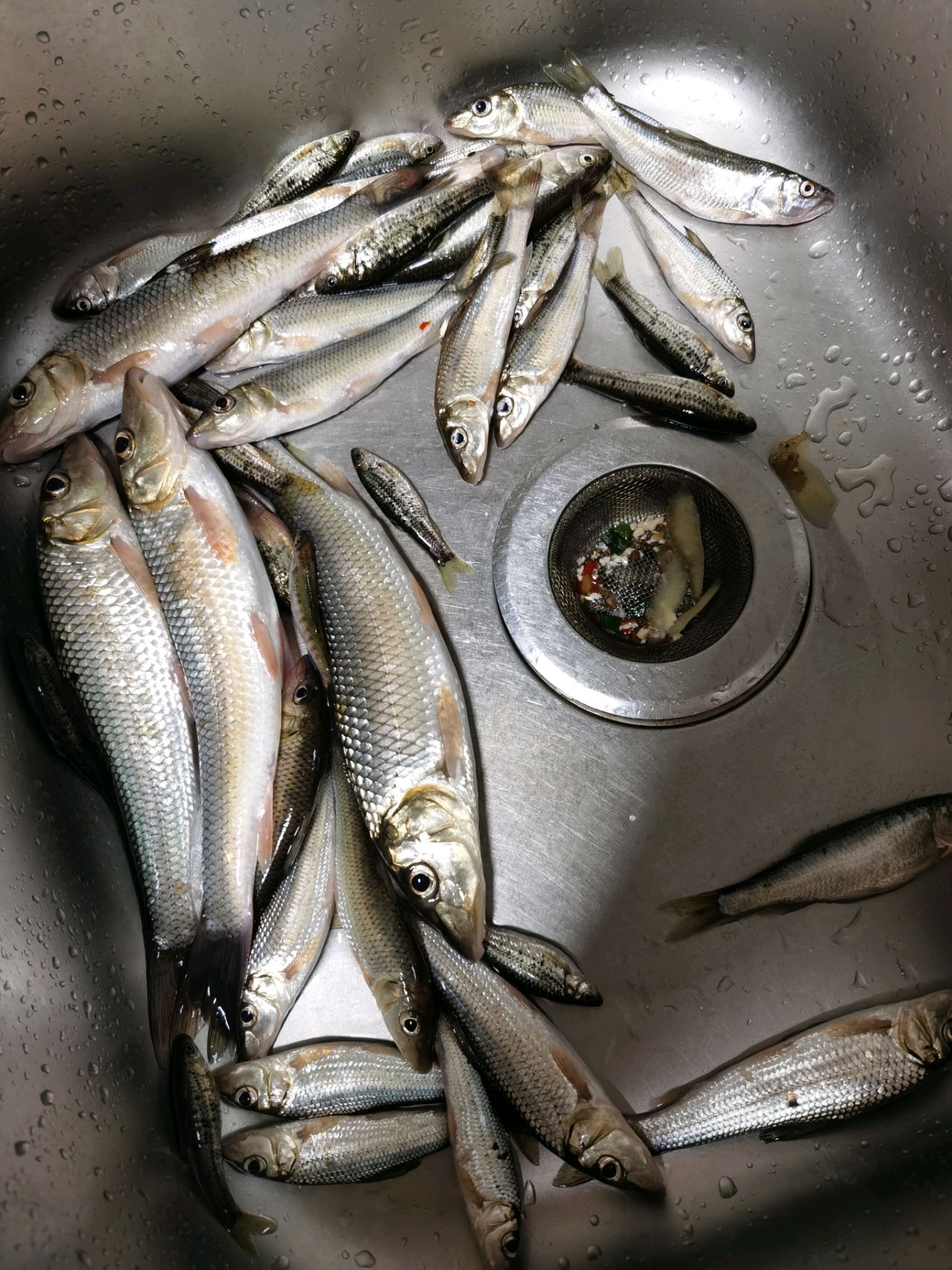 红烧野生沾鱼（超好吃）