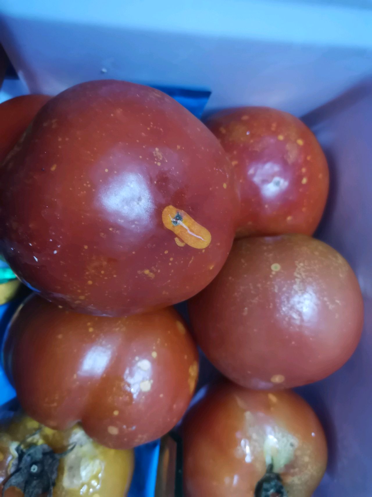 胡萝卜排骨番茄汤