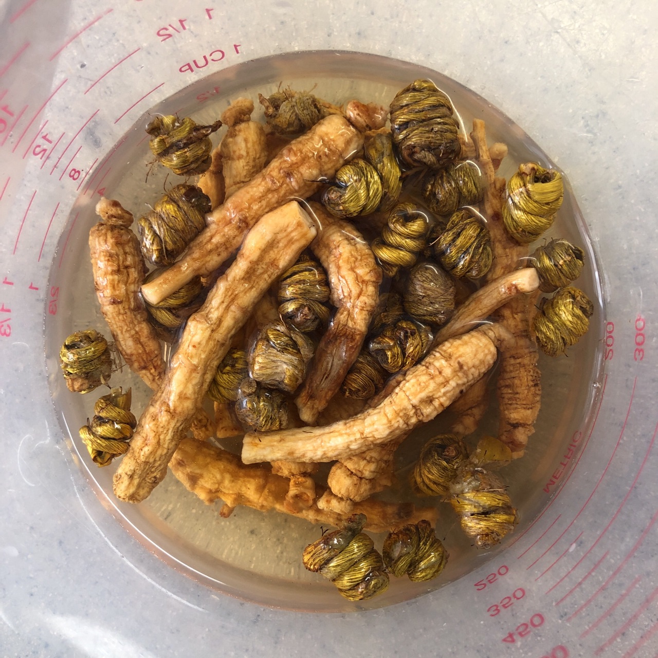 花旗参石斛炖鸡