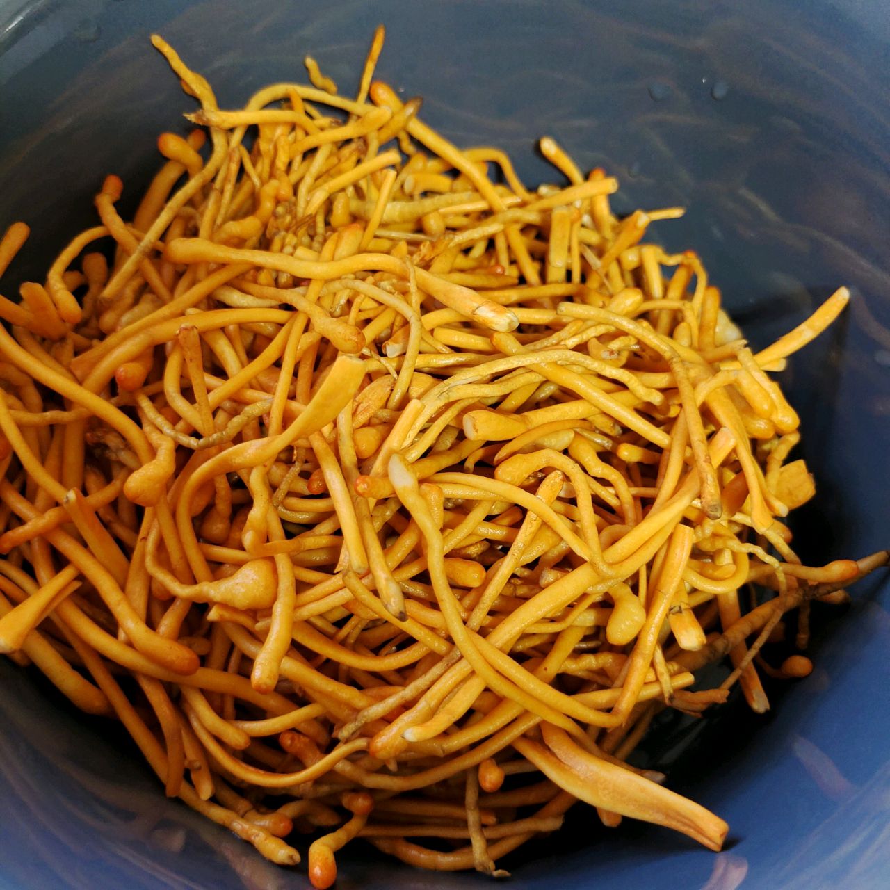 黄金滋补的虫草花炖鸡汤