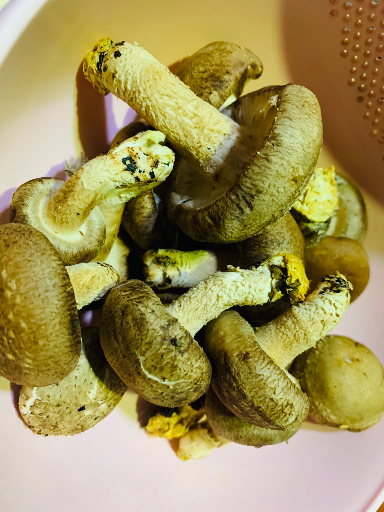 加了“家乐”，特别鲜美的西红柿香菇汤