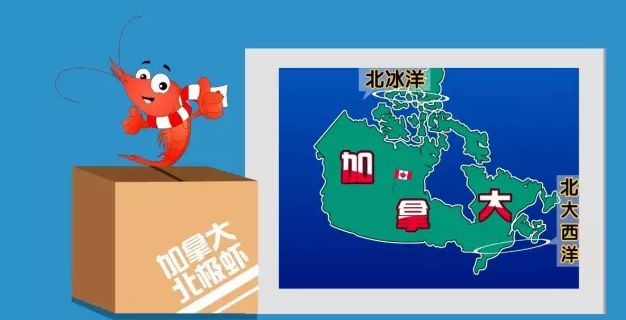 加拿大北极虾艇仔粥