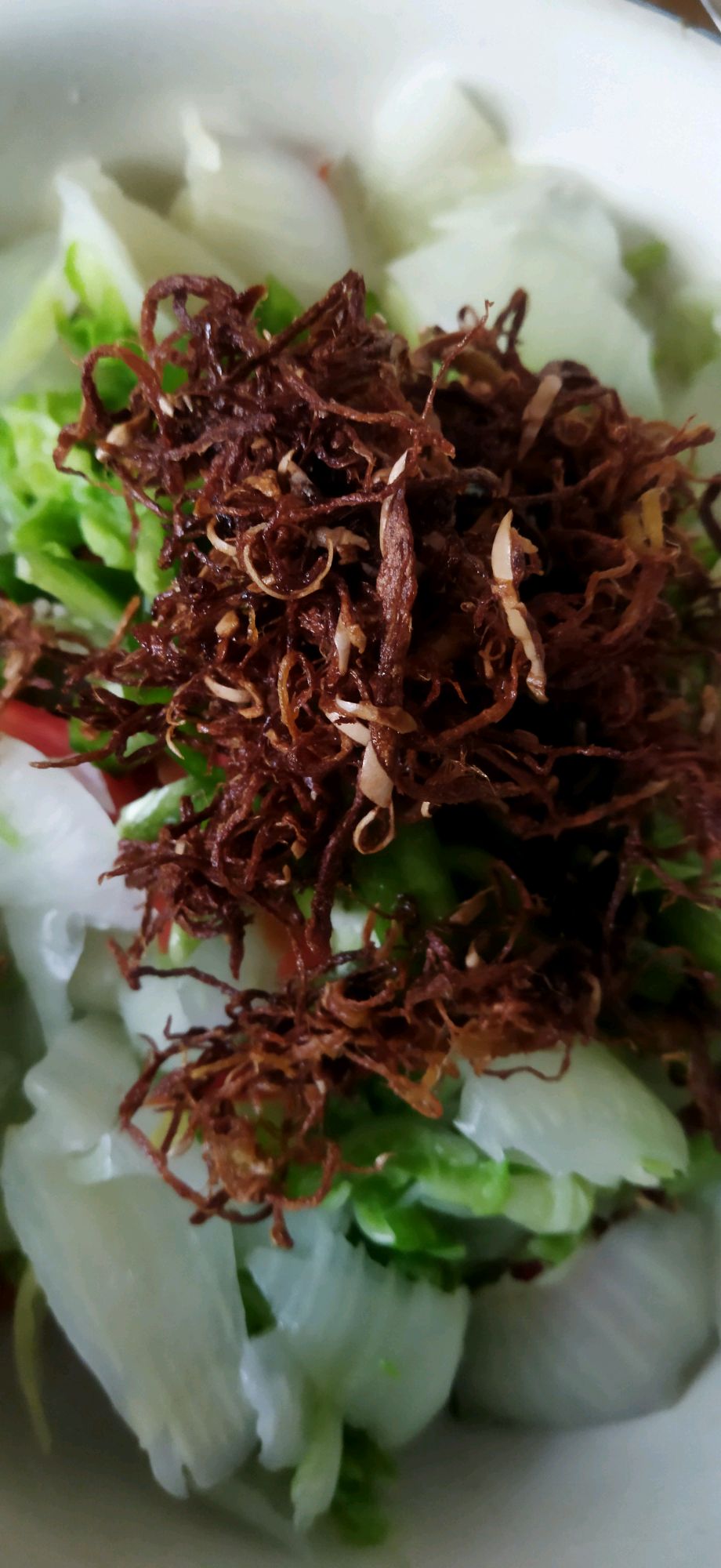家庭版珊瑚白菜