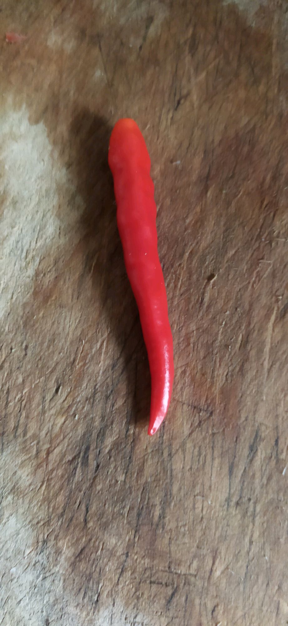 家庭版珊瑚白菜