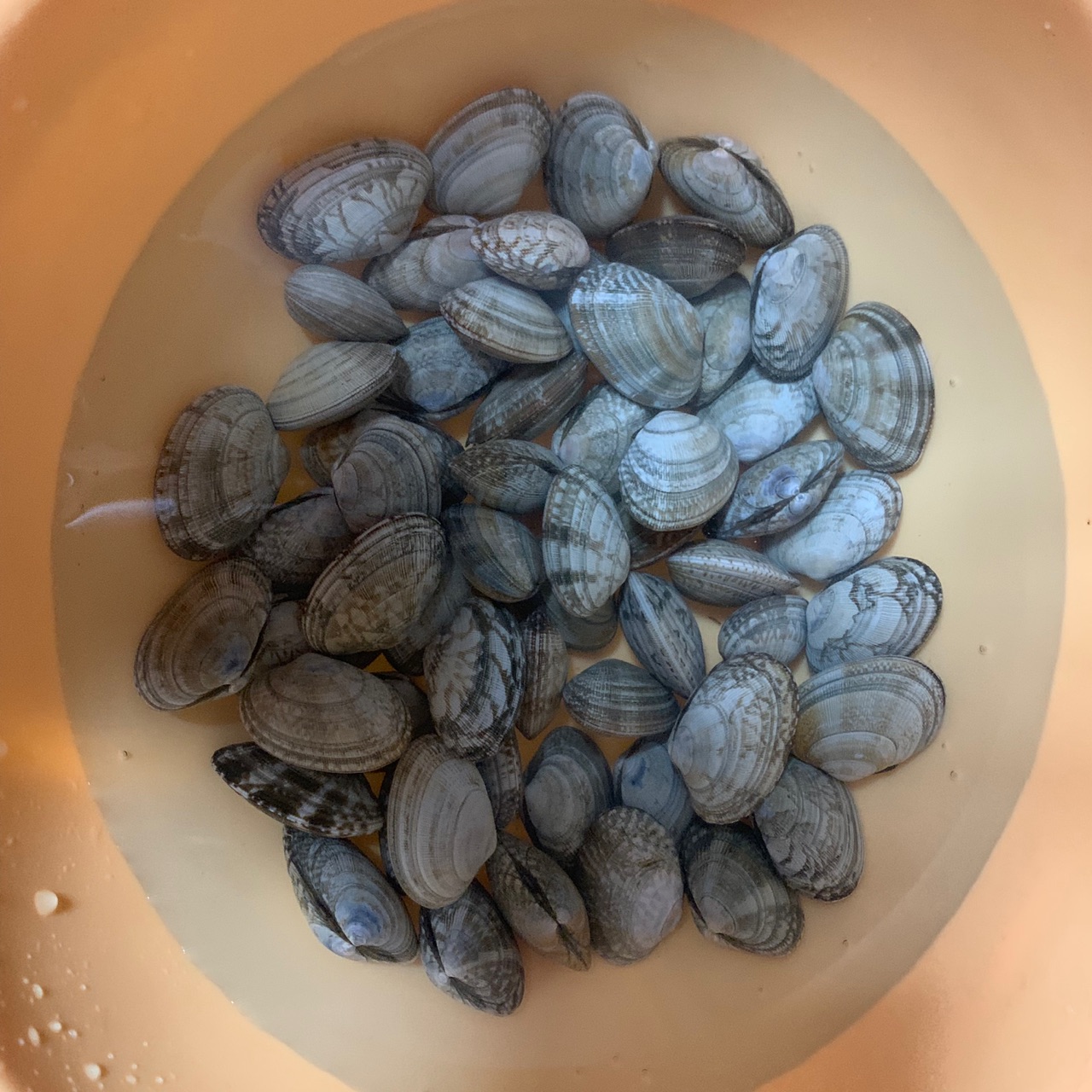 酱炒花蛤