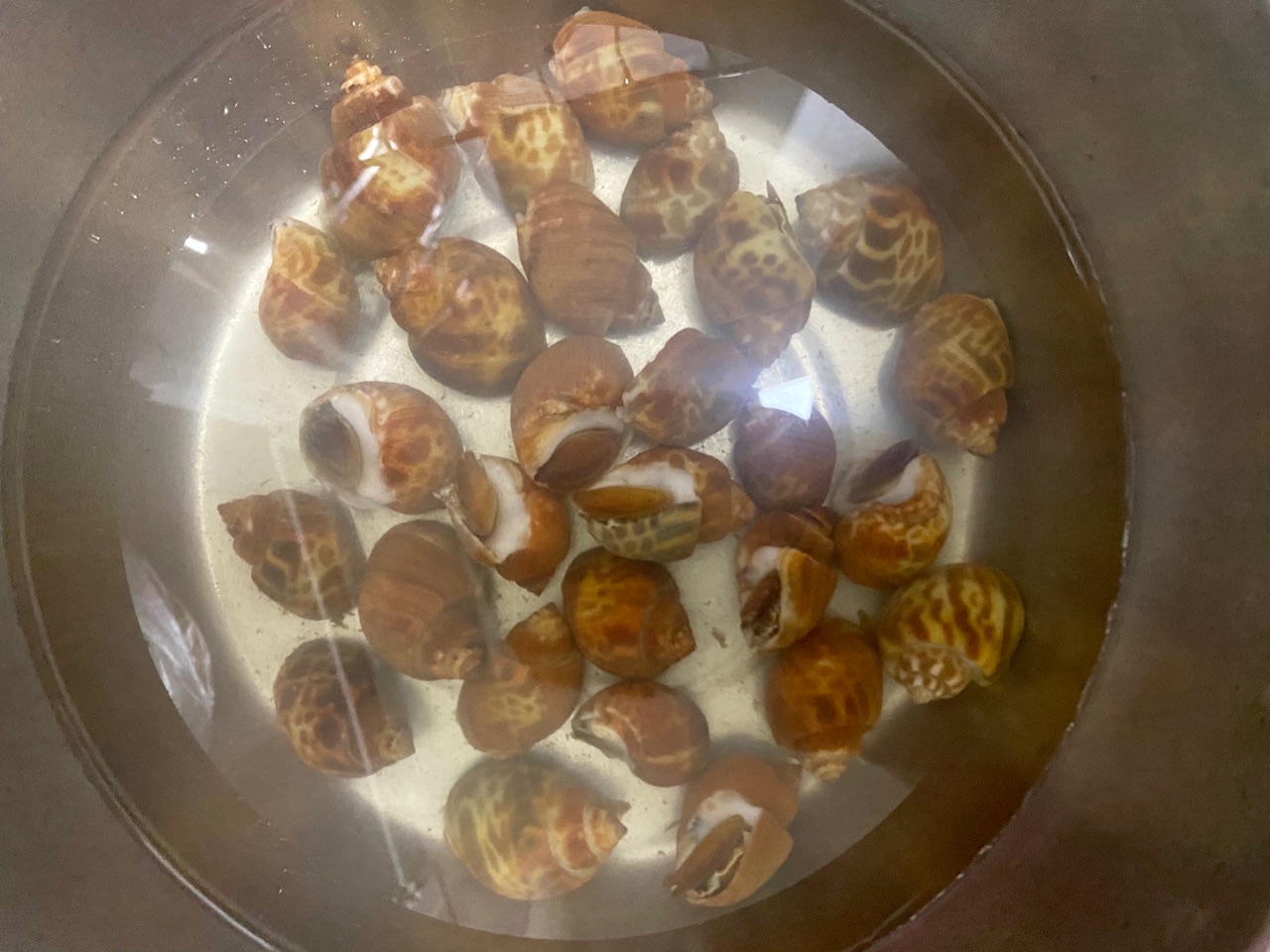 酱香花螺
