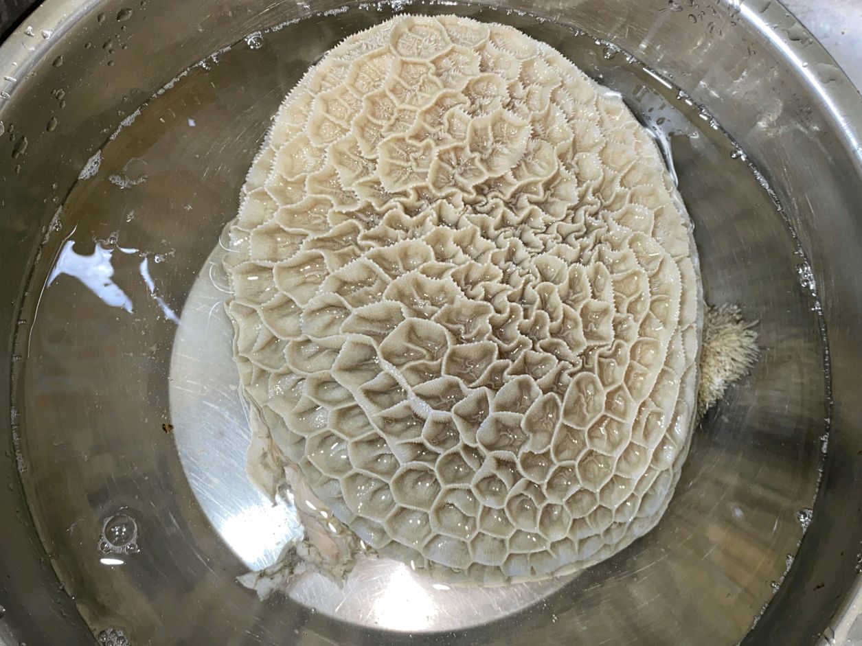 金牛报福|卤水豆腐金钱肚