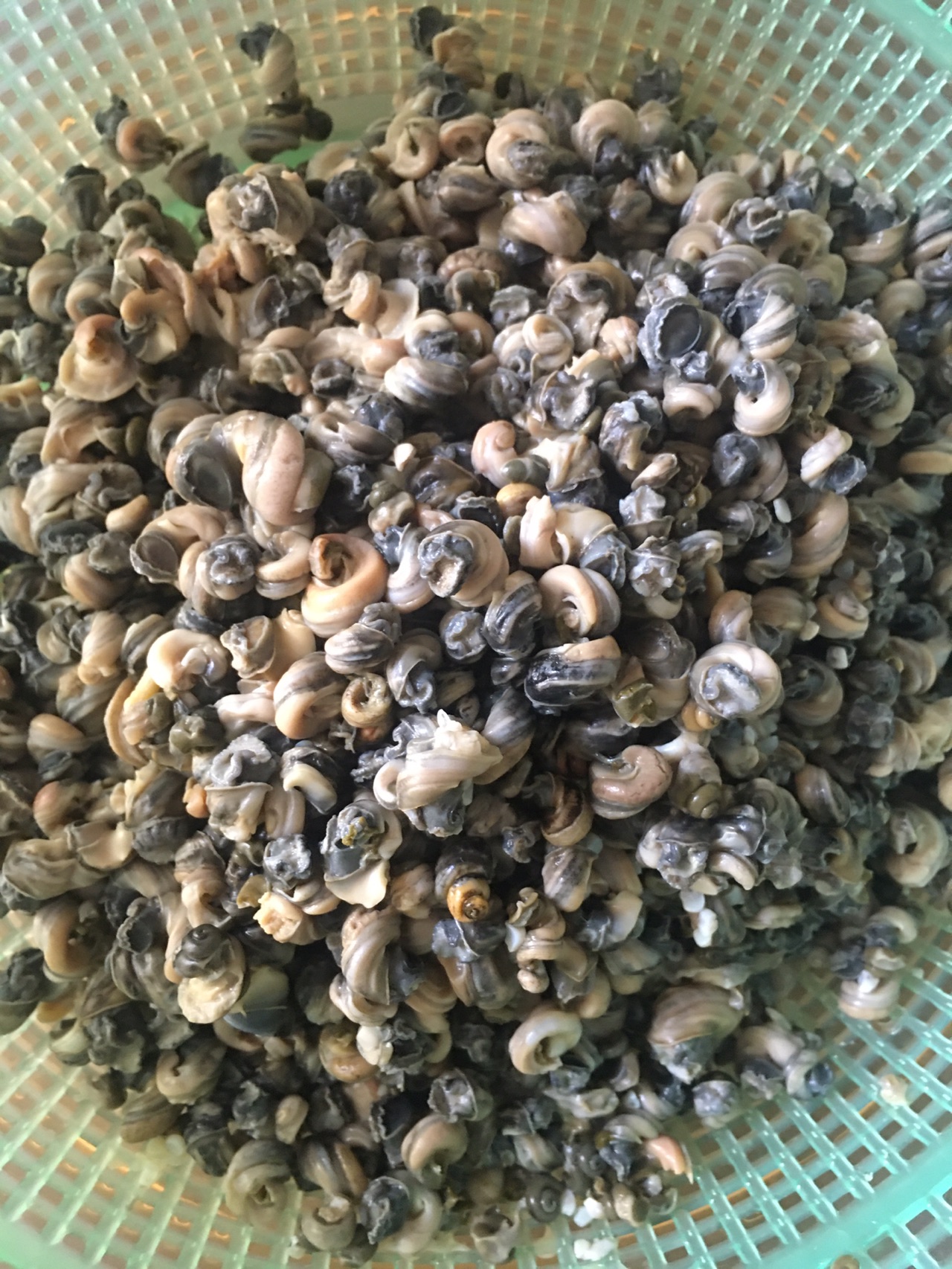韭菜炒螺蛳肉