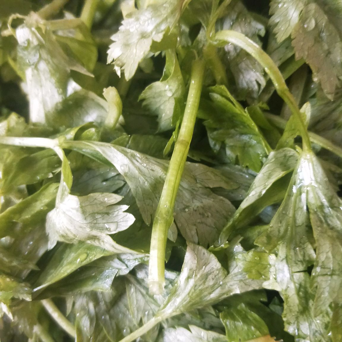 可以刮油的芹菜这样吃