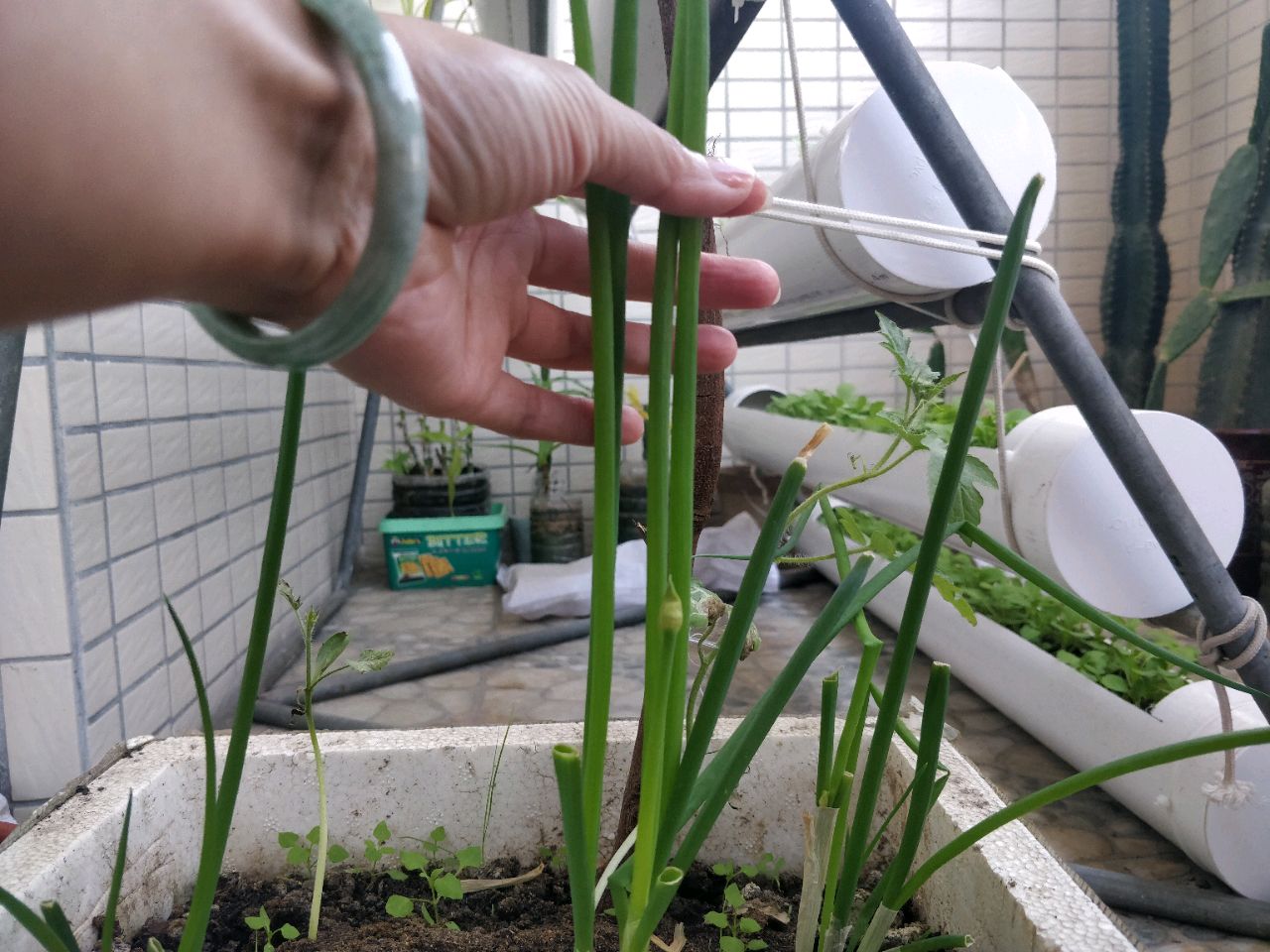 凉拌菜