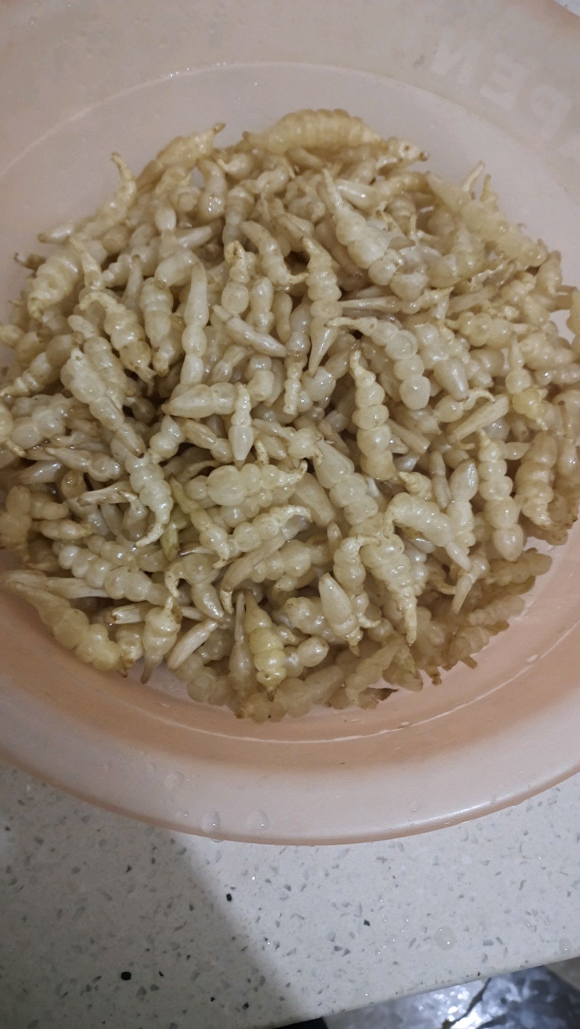 螺丝菜