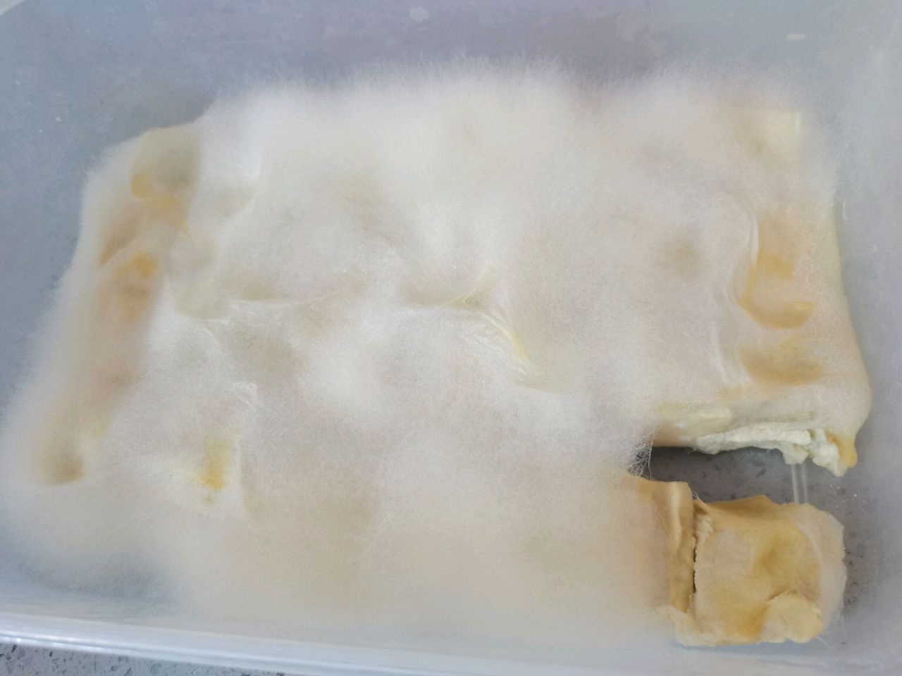 霉豆腐