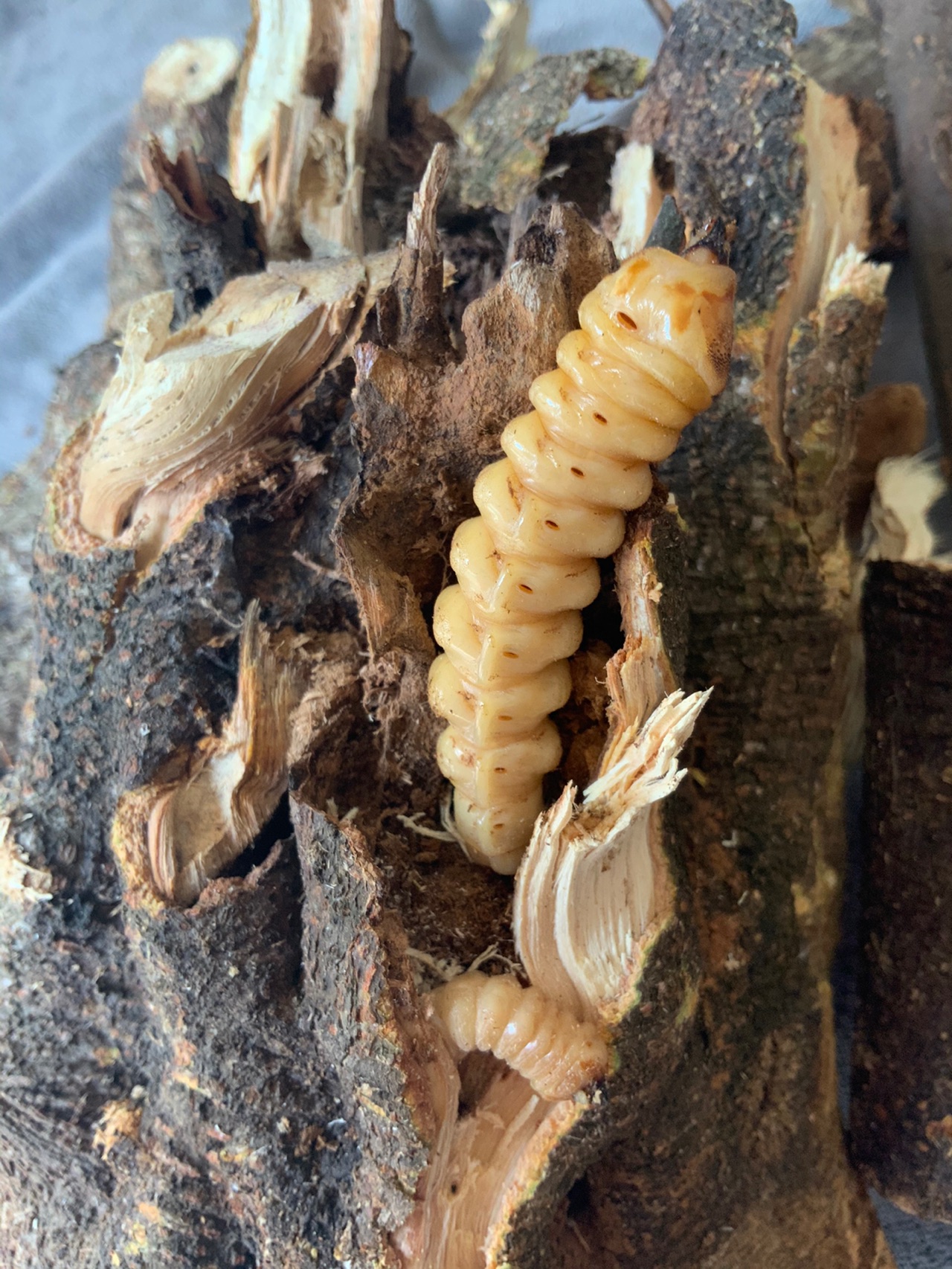 米焙斗米虫