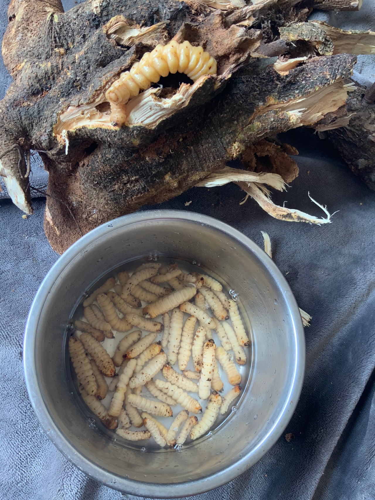 米焙斗米虫