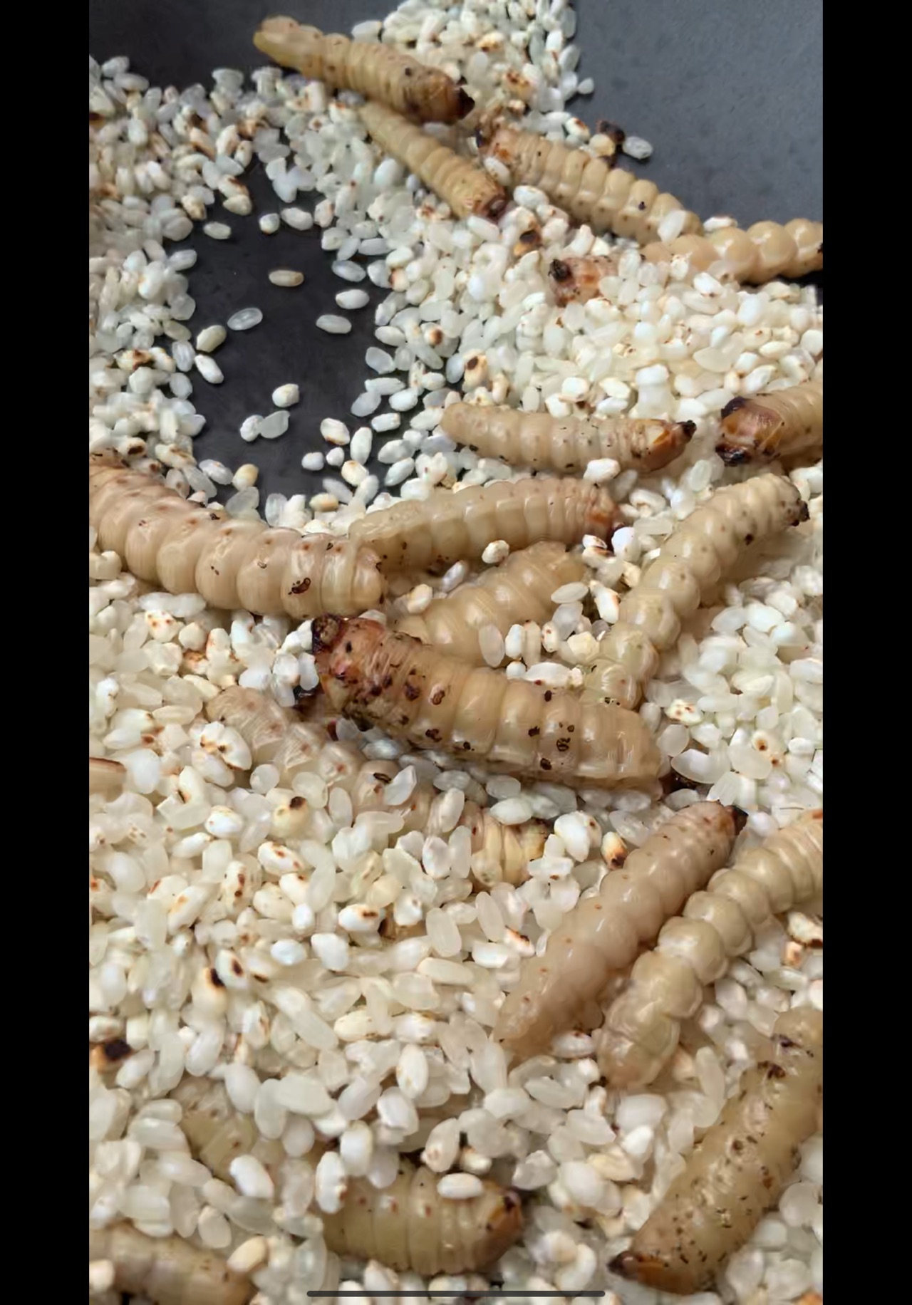 米焙斗米虫