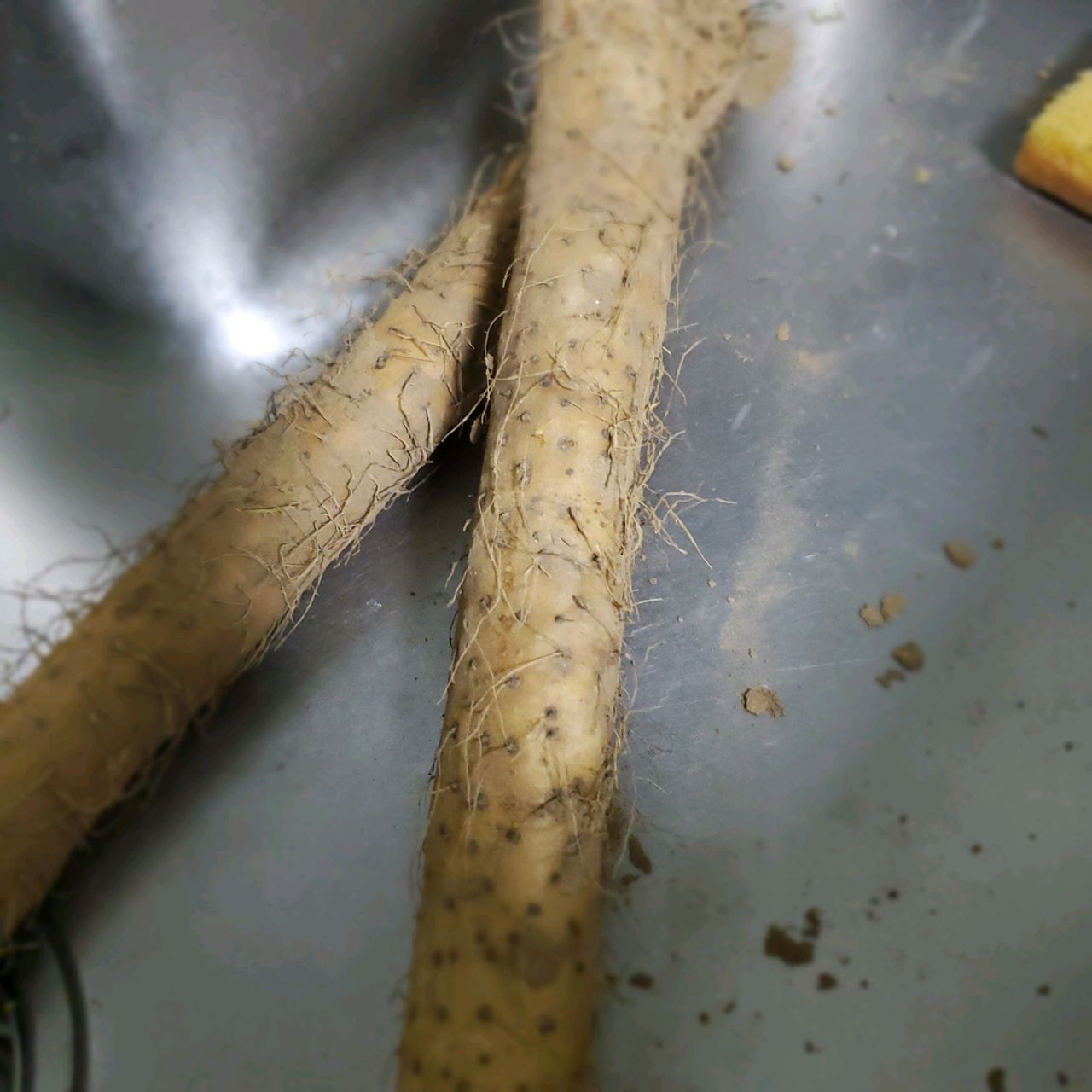 米其林蓝莓山药