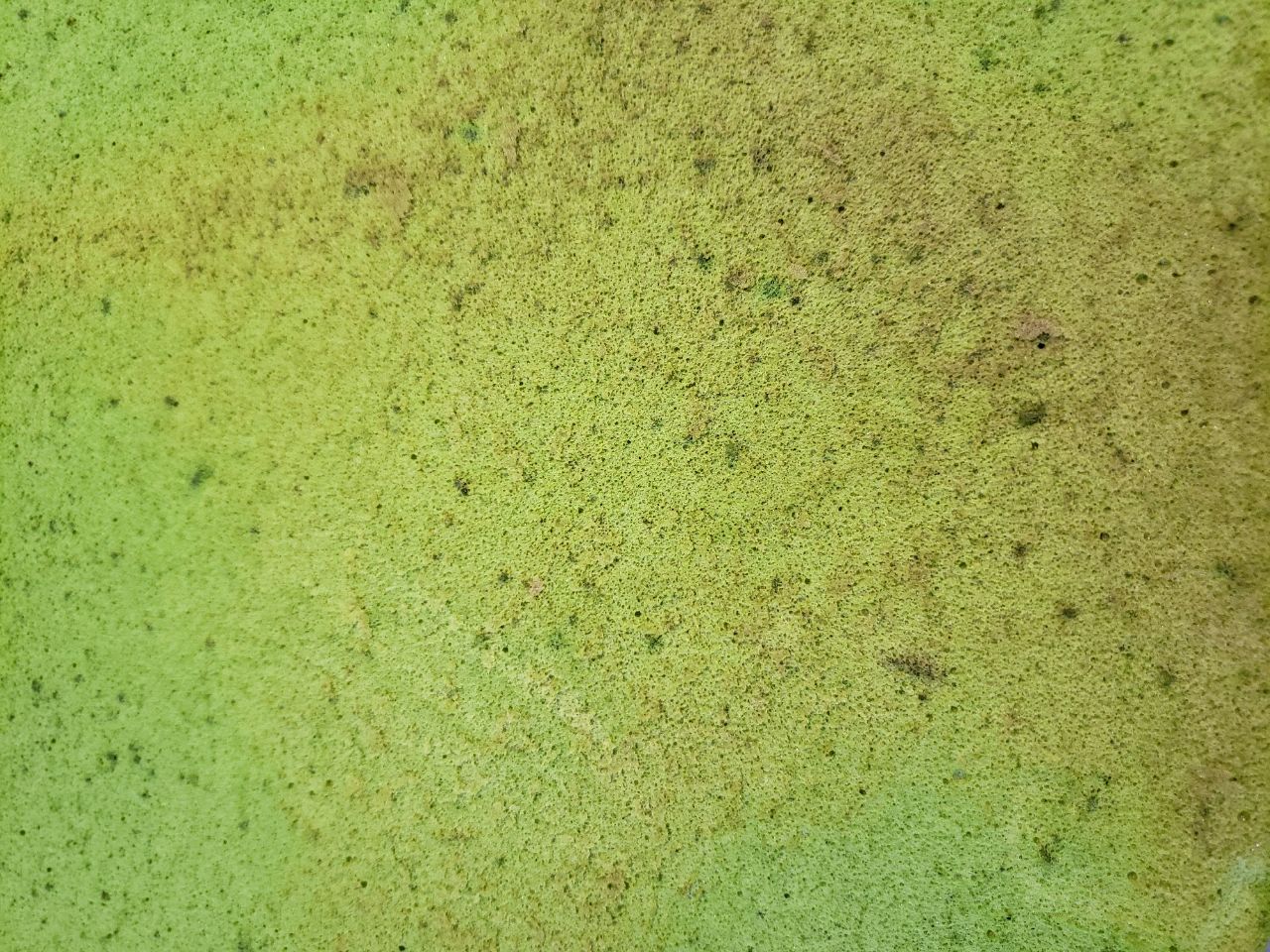 抹茶芒果戚风蛋糕卷
