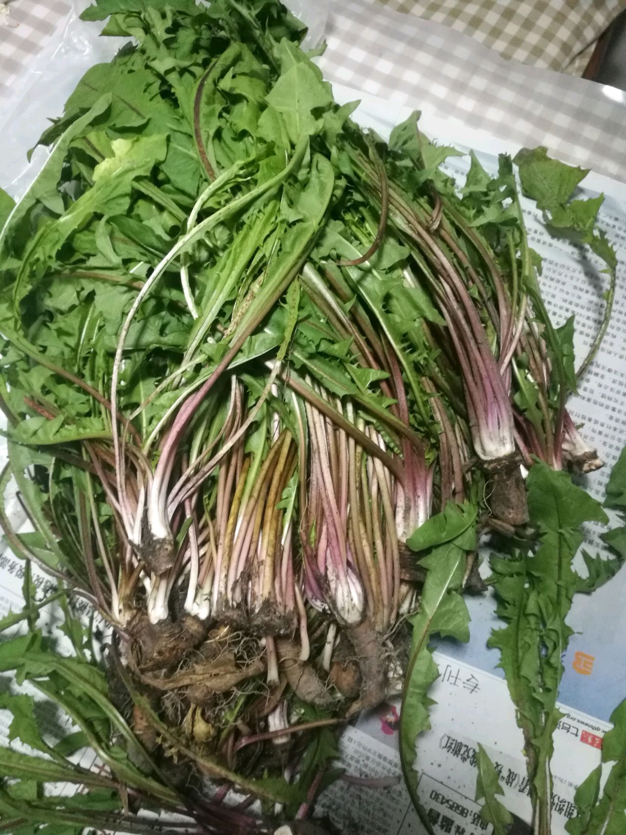 蒲公英茶