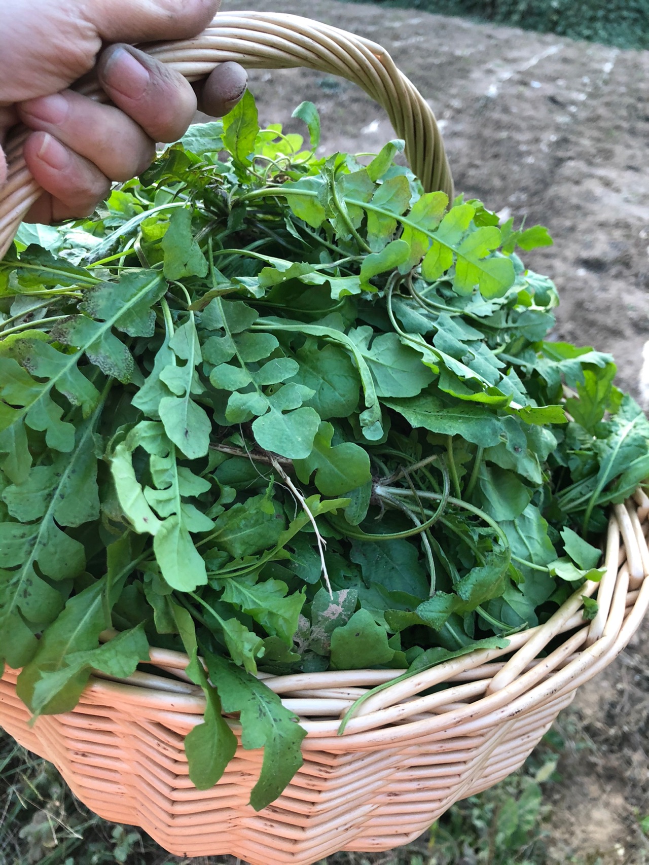 荠菜煎饼