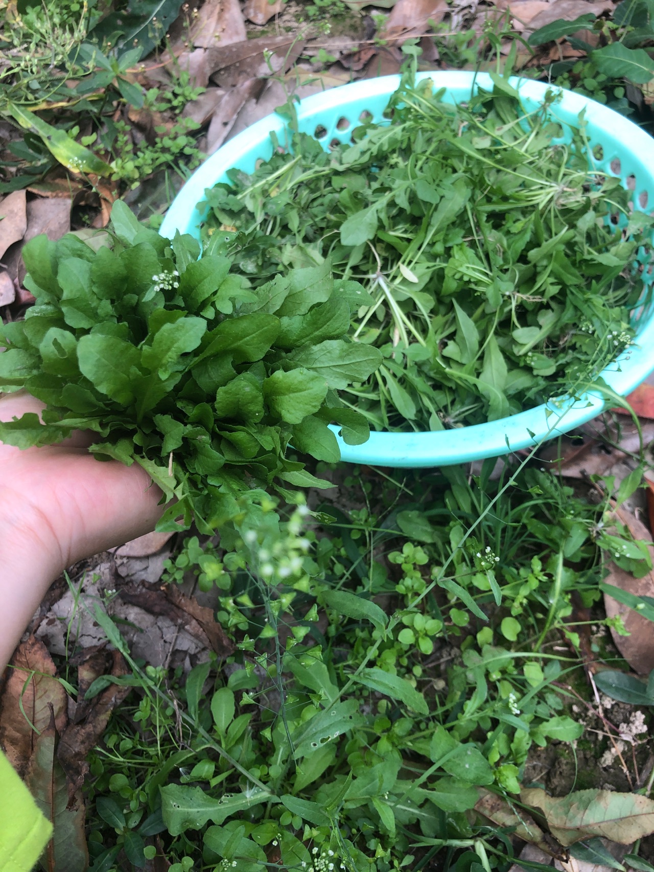 荠菜肉塞油面筋