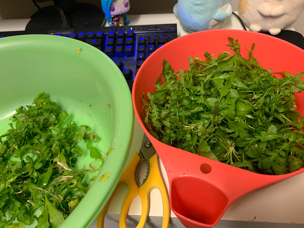 荠菜鲜肉馄饨