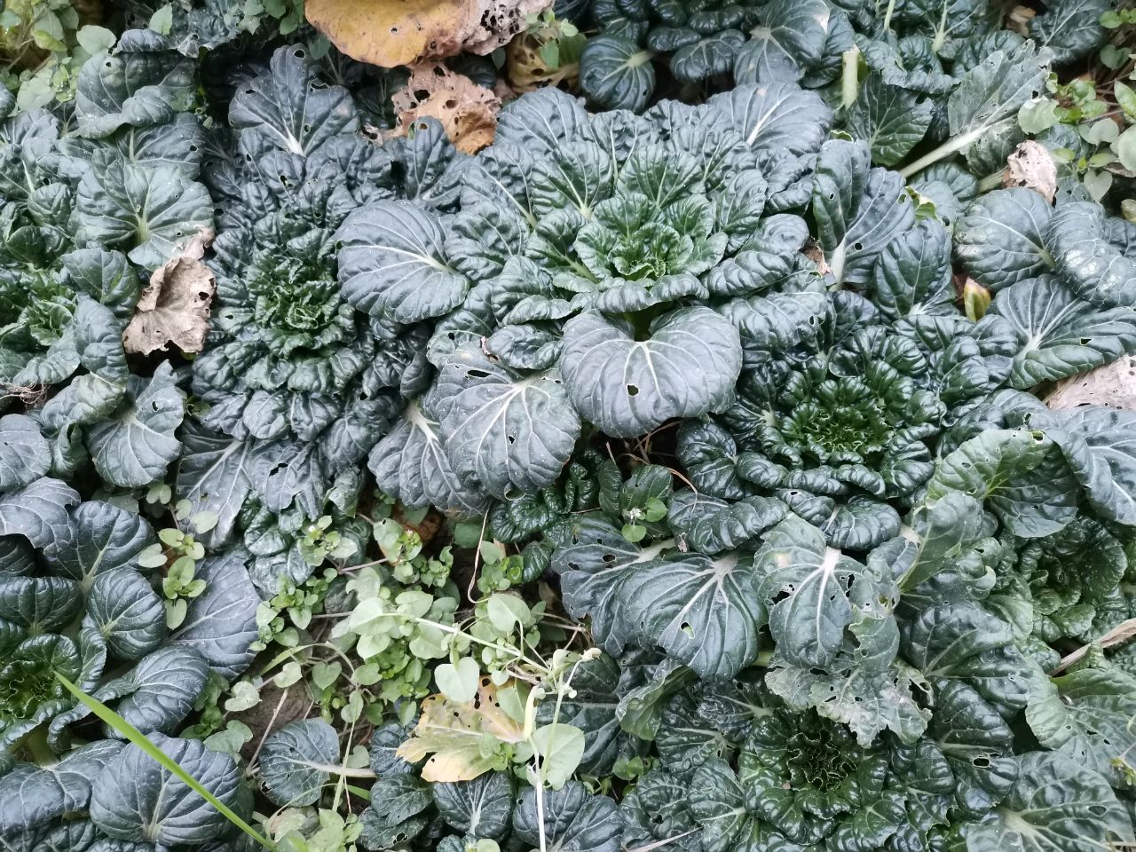 炝炒耗油塔塔菜